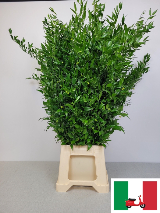 <h4>RUSCUS LANG PB 6 TAK SUPER</h4>