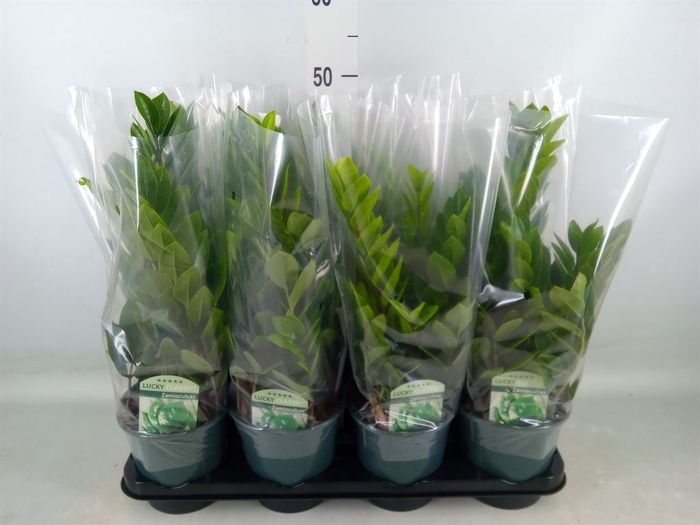 <h4>Zamioculcas zamiifolia</h4>