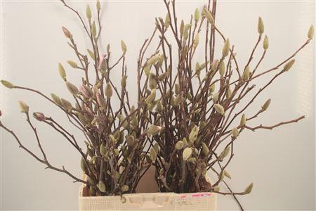 <h4>Magnolia Purple</h4>