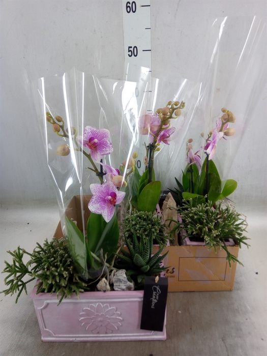 <h4>Arr.  Phalaenopsis H%</h4>