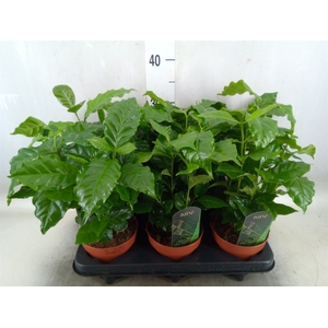Coffea arabica