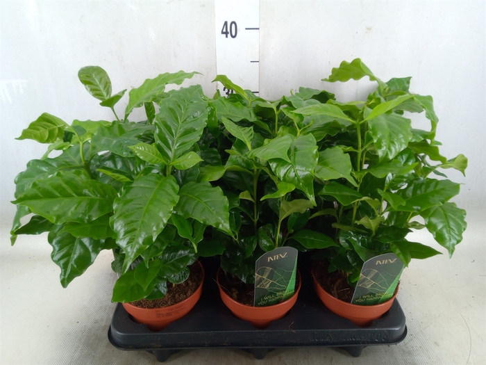 <h4>Coffea arabica</h4>