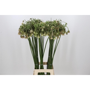 Allium Nectaroscordum Siculum