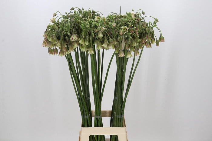 <h4>Allium Nectaroscordum Siculum</h4>