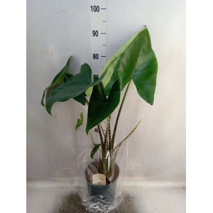 Alocasia zebrina