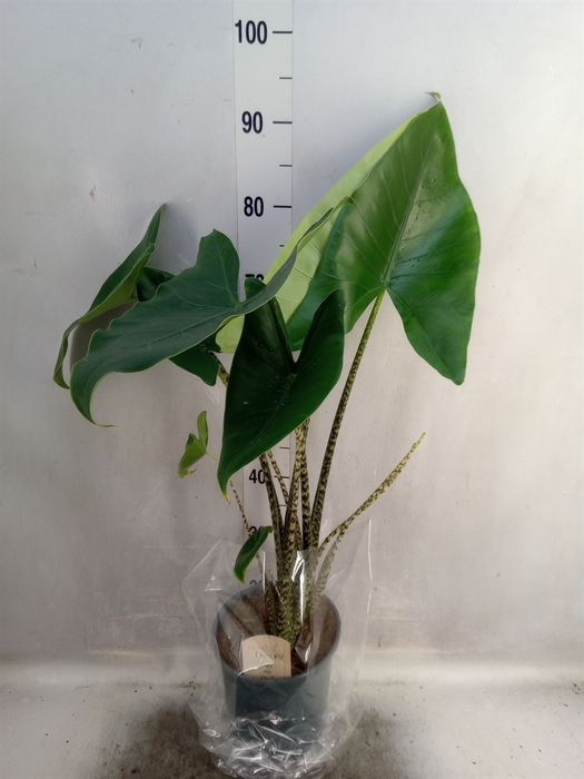 <h4>Alocasia zebrina</h4>