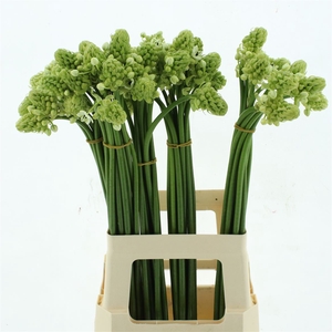 Ornit Arabicum