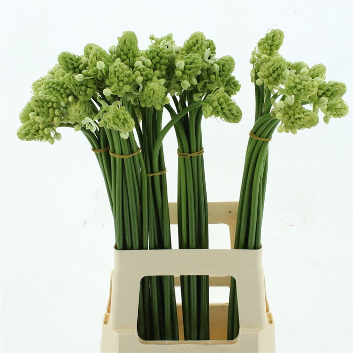 <h4>Ornit Arabicum</h4>