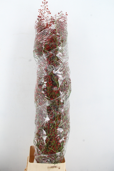<h4>ROSA FAIR JEWEL 160CM</h4>
