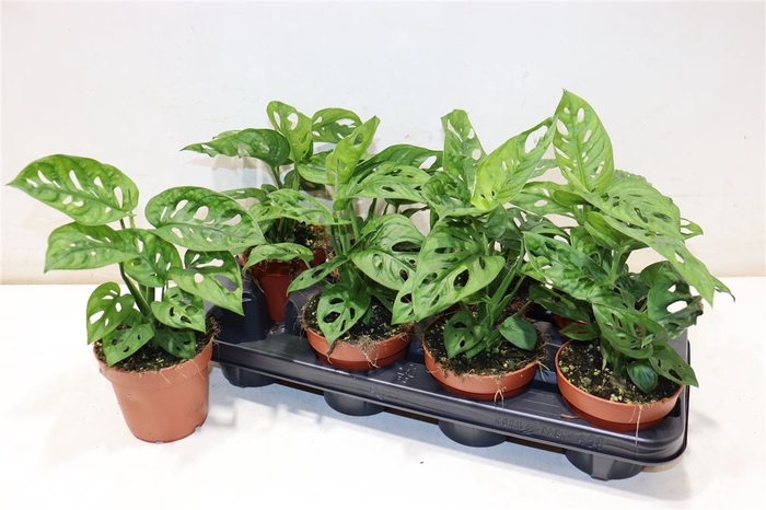 <h4>Monstera Adansonii</h4>