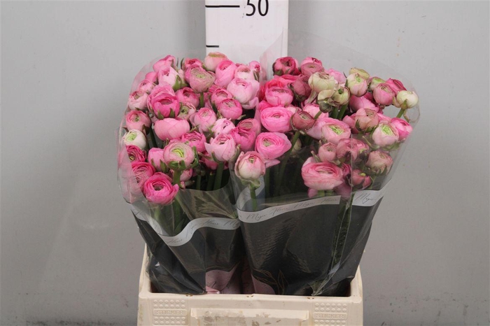 <h4>Ran Am Rose</h4>