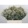 Limonium China White