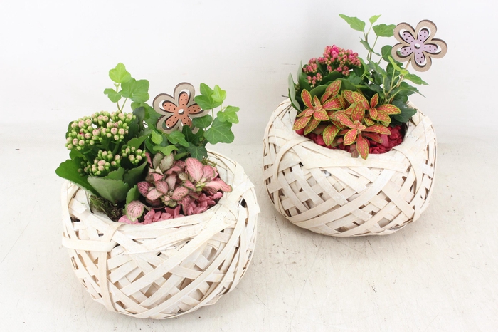 <h4>arr2 PL - Bolmandje wit x4 - roze/bordeaux</h4>