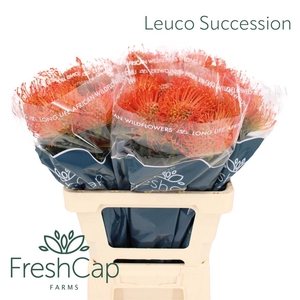 Leuco Succession