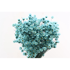 Dried Glixia L Blue Bunch