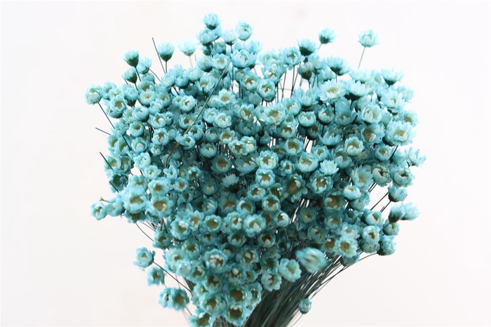 <h4>Dried Glixia L Blue Bunch</h4>