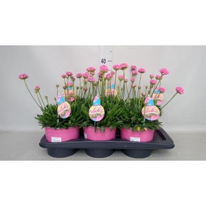 Armeria pseud. 'Dreameria Dream Cl'