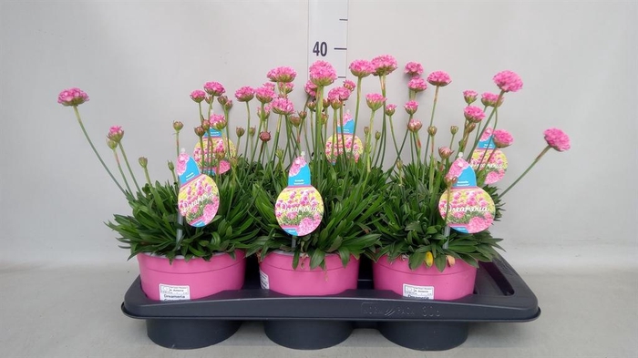 <h4>Armeria pseud. 'Dreameria Dream Cl'</h4>