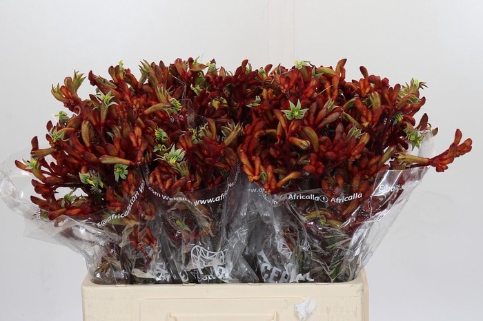 <h4>Anigozanthos Early Spring Indoor</h4>