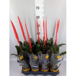 Vriesea  'Era'