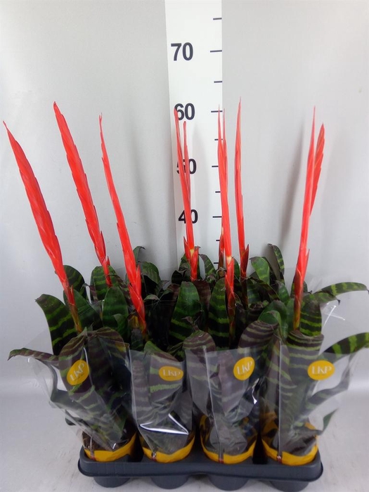 <h4>Vriesea  'Era'</h4>