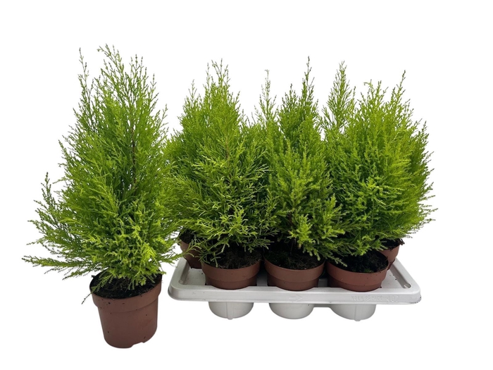 <h4>CUPR MA GOLDC WILMA</h4>