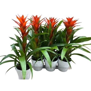 Guzm Ostara In Keramiek Pot