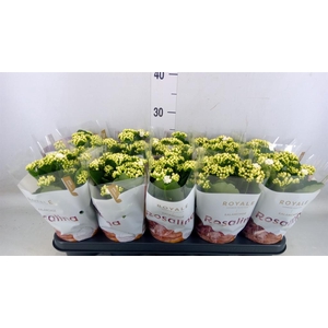 Kalanchoe blos. 'RosDon Dione'