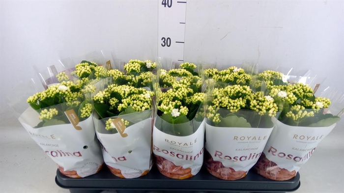 <h4>Kalanchoe blos. 'RosDon Dione'</h4>