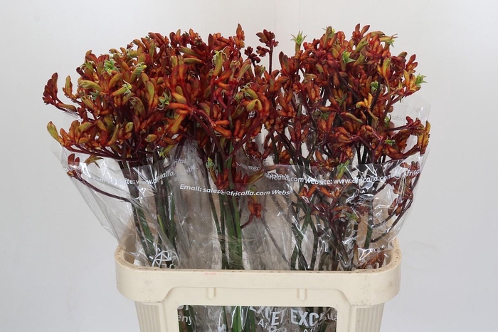 <h4>Anigozanthos Early Spring Indoor</h4>