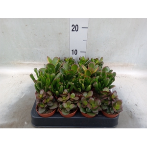 Crassula   ...mix
