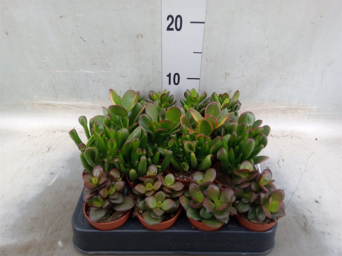 <h4>Crassula   ...mix</h4>
