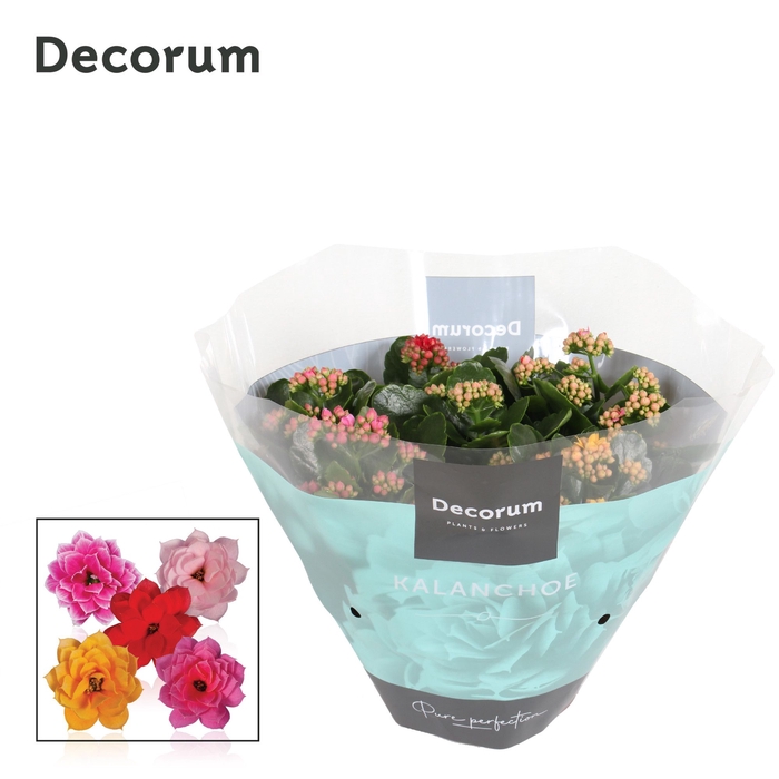 <h4>Kalanchoe Decorum Carnaval</h4>