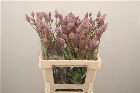 <h4>Ptilotus Ex Matilda</h4>