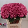 Hydrangea rodeo red
