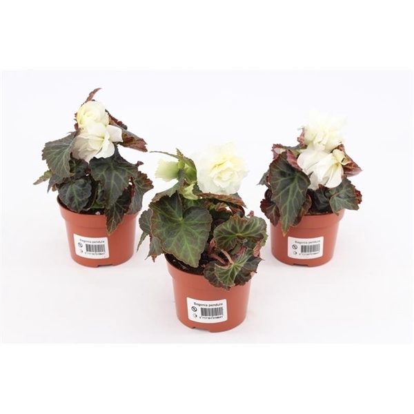 <h4>Begonia tub. Tenella White</h4>