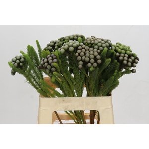 Cape Green Albiflora