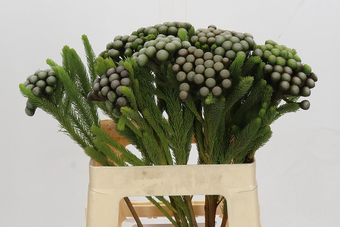 <h4>Cape Green Albiflora</h4>