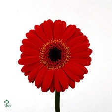 Cotyledon Ladysmithiensis Cutflower