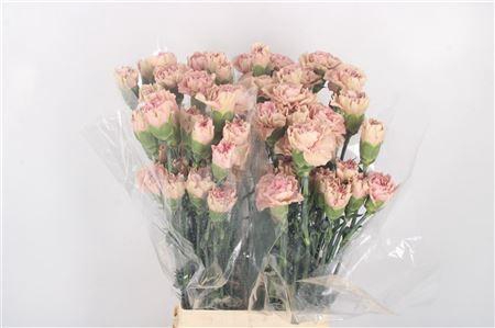 <h4>Di St Cowboy</h4>