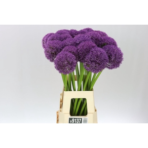 Allium Pinball Wizar