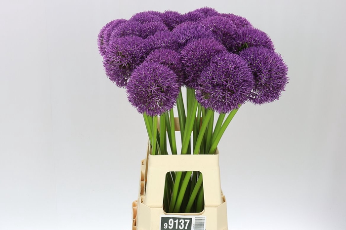 <h4>Allium Pinball Wizar</h4>