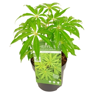 Schefflera 'Winter Jungle'