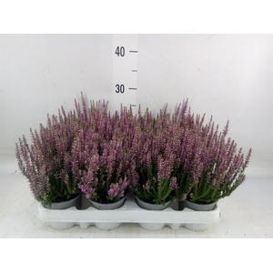 Calluna vulg. 'Beauty L Linda'