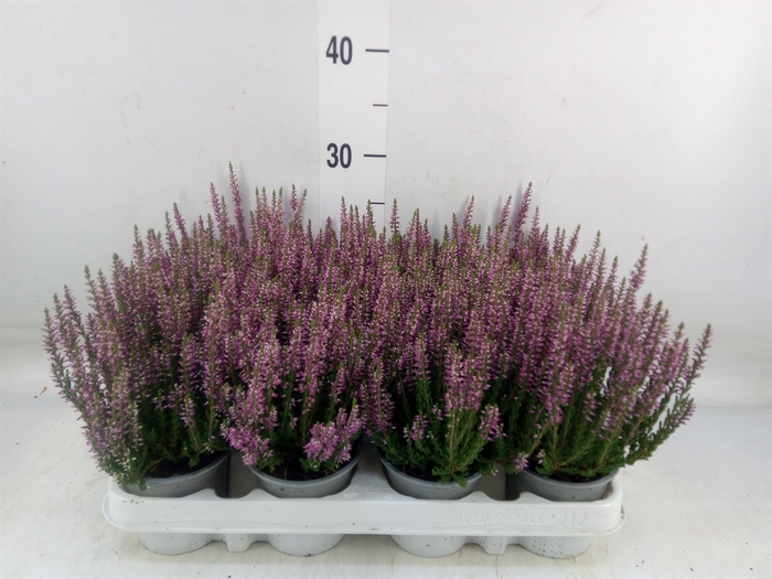 <h4>Calluna vulg. 'Beauty L Linda'</h4>