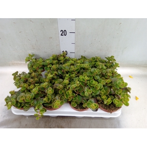 Sedum   ...