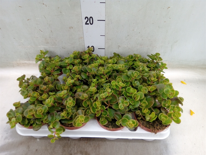 <h4>Sedum   ...</h4>