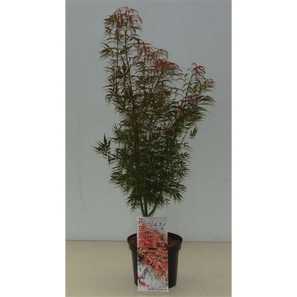 <h4>Acer palmatum 'Jerre Schwartz' P19</h4>