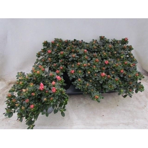 RHODO SI SACHSEN GEM