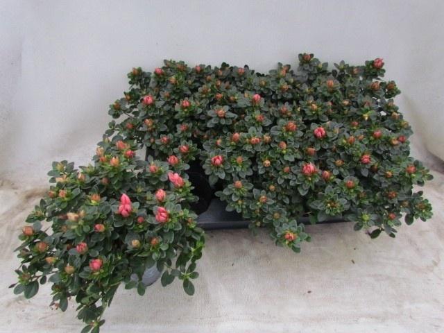 <h4>RHODO SI SACHSEN GEM</h4>